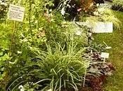 colori dell'autunno _orticolario 2010