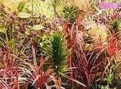 colori dell'autunno _orticolario 2010