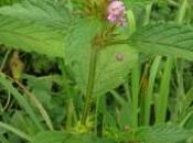 spasso campi: l’ortica