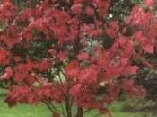 Acero rosso giapponese