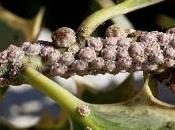 Malattia camelie puntini bianchi