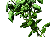 "Rose periferia" Leggere Poesia