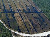 carolina bays sono stati creati scariche elettrostatiche?