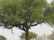 Parco Nazionale Waza