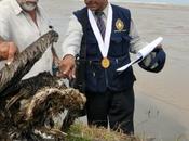 Strage uccelli marini Cile Peru, colpa Nino