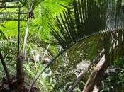 foresta mulai
