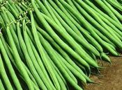 Fagiolini