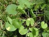 Fitoterapia Centella asiatica circolazione.