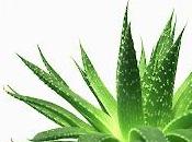 Aloe Vera proprietà curative