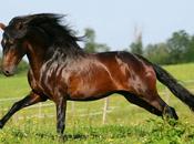 fantastiche avventure della Fenice: Ghero