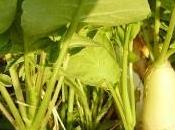 daikon, radice brucia grassi!