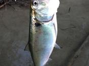 Cheppie manetta Taro