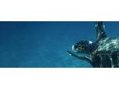 Wwf: nella giornata mondiale biodiversita’ marina coop lanciano insieme turtle summer, giro mediterraneo tartarughe