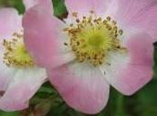 Rose botaniche pagina