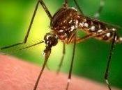 Malaria: farmaco contraffatto