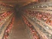 Fermo: condannato allevatore aver maltrattato galline