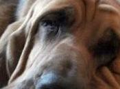 Treni vietati cani: ministro Passera faccia marcia indietro