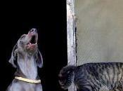 Terremoto Emilia: appello urgente salvare cani gatti