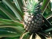 Fitoterapia Ananas drenaggio.