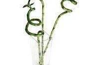 verde casa: canne bambù