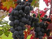 Grappoli d’uva matura