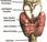Piccola ghiandola importanti funzioni: Tiroide