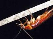 Scoperta manovra evasiva degli scarafaggi