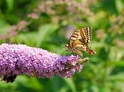 farfalla, giardino.