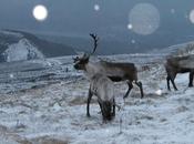 Renne estinzione troppo freddo