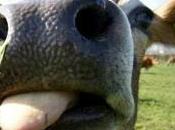 L’insana cultura della carne