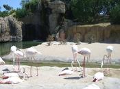 Bioparc valencia.