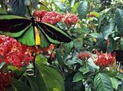 Alcune Curiosità sulle Farfalle Tutorial Realizzare Mangiatoia