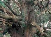 silenzio vigoroso della sera