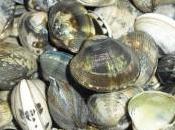 Vongole all’arancia