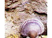 cozza palea kalì glossa-ma posted Giuseppe Colella