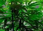 Aveva trasformato stanza serra marijuana