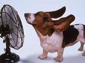 AIDAA: Consigli anti-caldo Micio,Fido altri animali domestici