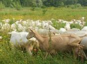 baby-mungitura Villa Petriolo TERRA NOSTRA
