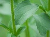 Stevia, dolcificante naturale zero calorie