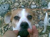 tartufo cane
