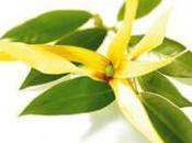 Ylang Ylang, fiore sesso