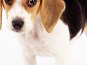 Animali caro-farmaci. Enpa: 'aziende abbassino costi'