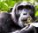 Scimpanzé usano foglie combattere parassiti intestinali