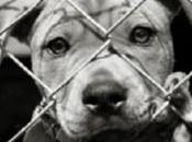 Varese: Tiene cane gabbia frusta Denunciato