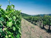 Chianti