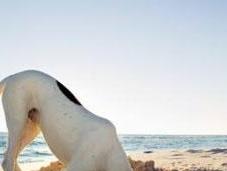 Porta cane mare. Scegli Sardegna, aperte nuove doggie beach