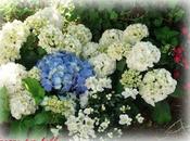 Ortensie dintorni