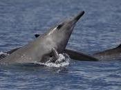 Mare della Sardegna Avvistato straordinario delfino