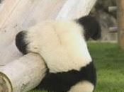 Cuccioli panda giocano sullo scivolo (video)