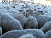 Agricoltura, sostegno settore zootecnico